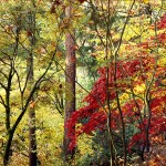 Fall Foliage, Washington Park Arboretum