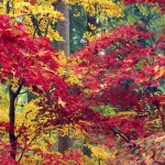 Fall Maples, Arboretum, Seattle