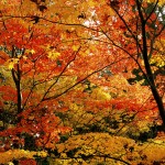 Fall Vine Maples, Washington Park Arboretum, Seattle, WA