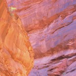 Sandstone and Bush, Onion Creek Canyon, Utah