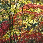 Vine maples, Washington Park Arboretum